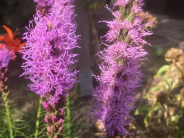Flowers, flowers, flowers...