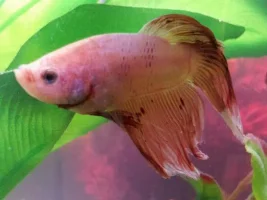 Nitrite Confusion! Help!
