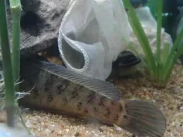 Few Of My Fish, Some Strange Some Not!