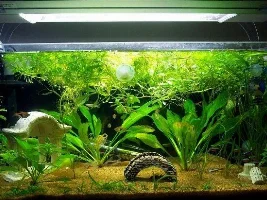 My shoaling tank