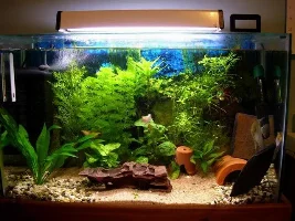 My First Serious Tank Yay