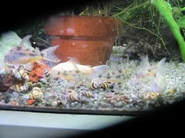 Interesting new super easy way to feed Repashi… especially to your aufwuchs eaters
