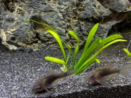 A place 4 my questions & ponderings as I build a 34 Gallons (127L) tank