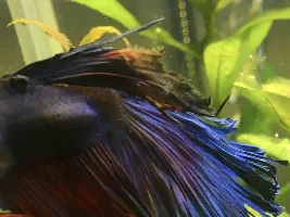 Will treated fin rot fall away and regrow or heal where it is damaged?