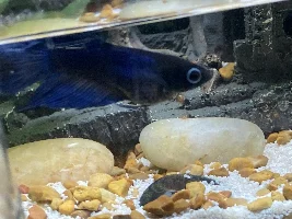 Does my betta have popeye?
