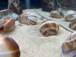 40-gallon Neolamprologus Similis journal