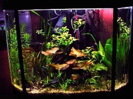 Replanted UK 10 Gallon