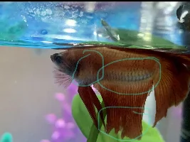 Sick betta need help identifying illness
