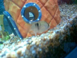 Spongebob Squarepants Tank