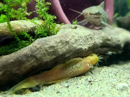My Managerie of Tanks