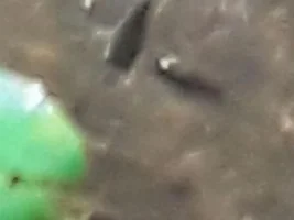 Pond fish ID