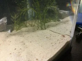 Shrimp, plants, and more!