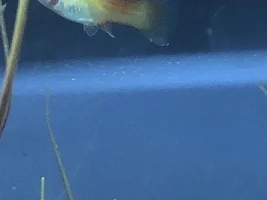 Male or female platy