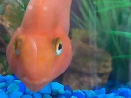 My Blood Parrot Cichlid Crush