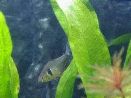 My female phantom black tetra