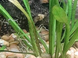 potential mouth issue on my pleco