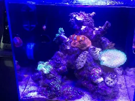 Pico/nano Tank - 20L (~5 Gallon)