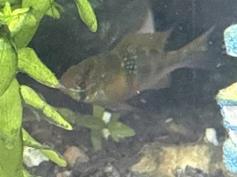Bully blue ram - fighting?