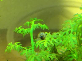 Snail id
