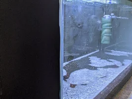 A place 4 my questions & ponderings as I build a 34 Gallons (127L) tank