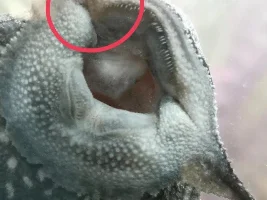 Cleft palate??