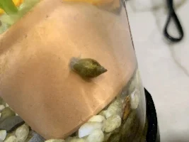 What type of snail?