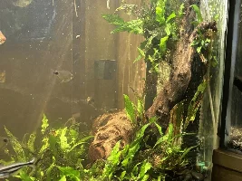 Carbon in a tank with plants (  adding fertilizer) ???