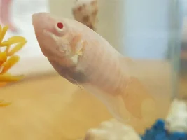 WHAT FISH IS THIS?