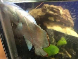 Swim Bladder Disease STILL after 2 months HELP