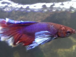 Need Help Diagnosing Betta Issue