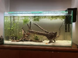 148.6L (39.2 gallon) aquarium journal