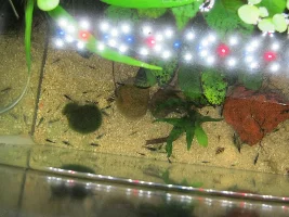 Invasion of the the Blue Dream