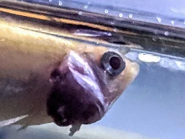 Distended/inflamed gill