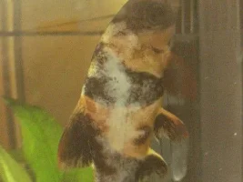Help! Sick Clown Loach