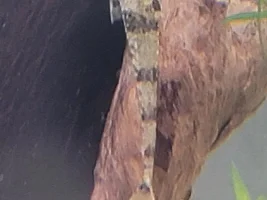 My aquariums