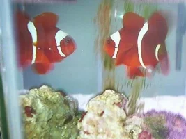 WILD WHITE STRIPED MAROON CLOWN