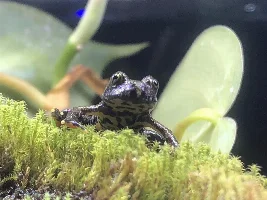 10g Badis and Firefrog Palace