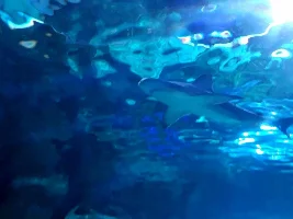 Awesome shark pictures