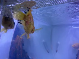 new parrot fish dying?
