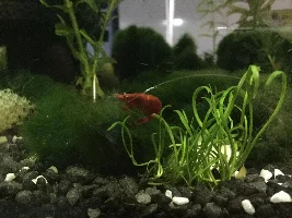 Photos of My Fish