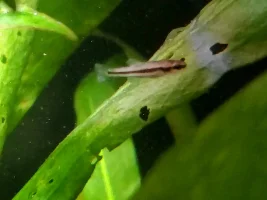 Planted 40g Aquarium Journal