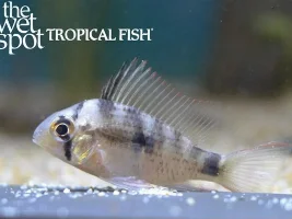Imperial Tropicals has a great selection this week.