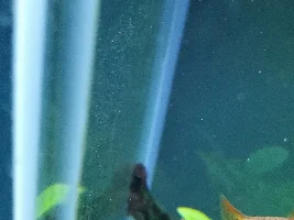Uv lights effectiveness /diatoms