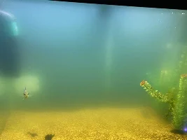 Help with cloudy aquarium