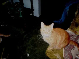 Here is a picture of my other cats