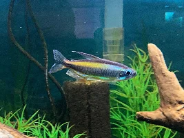 Gold Blue Eyed Congo Tetras…..finally got some decent pics