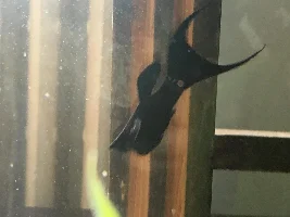 is my molly pregnant