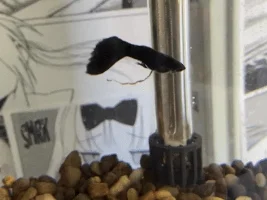 Not sure if emergency but my guppy has a reaaaaally long string of poop hanging from him
