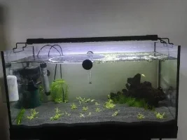 Planted Guppy Tank (54L)
