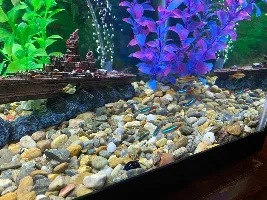 added a new cory catfish and it flipped over in the bag
